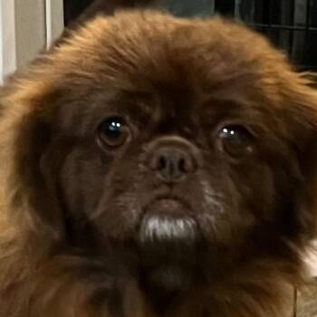Anabelle -  Pekingese and Mixed Breed Dog for Adoption in Corpus Christi, Texas - Anabelle | PetCurious