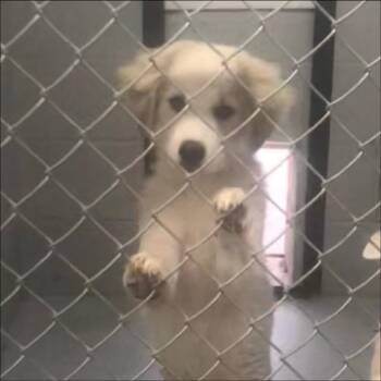 Gizmo -  Retriever and Australian Shepherd Dog for Adoption in Thompson Falls, Montana - Gizmo | PetCurious