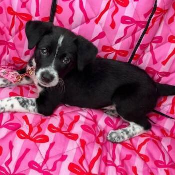 Dottie -  Border Collie Dog for Adoption in Houston, Texas - Dottie | PetCurious