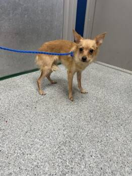 A187125 -  Chihuahua and Mixed Breed Dog for Adoption in Pasadena, Texas - A187125 | PetCurious
