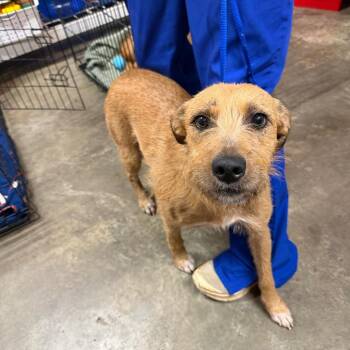 Sylvie -  Mixed Breed Dog for Adoption in Jefferson City, Tennessee - Sylvie | PetCurious
