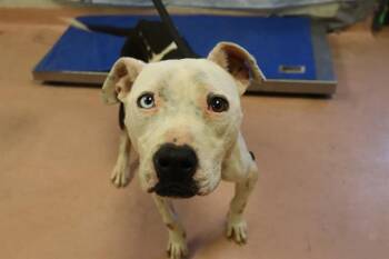 Mixed Breed Dogs Available for Adoption - HEARTH | PetCurious