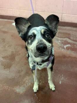 Charm Kay -  Australian Cattle Dog Blue Heeler Dog for Adoption in Steamboat Springs, Colorado - Charm Kay | PetCurious
