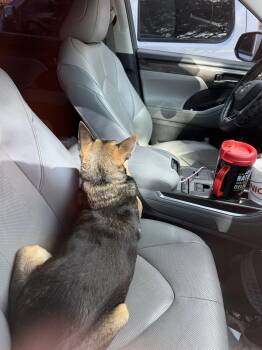 Paisley -  Chihuahua Dog for Adoption in Pittsburgh, Pennsylvania - Paisley | PetCurious