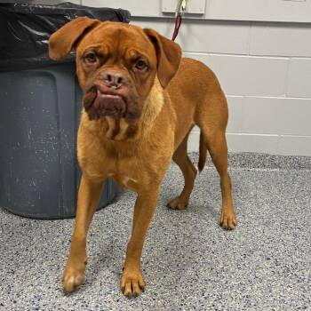 Knuckles -  Mixed Breed Dog for Adoption in Greenville, South Carolina - Knuckles | PetCurious