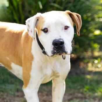DOUG -  Pit Bull Terrier Dog for Adoption in Camarillo, California - DOUG | PetCurious