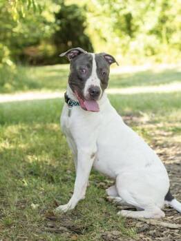 Argos- In Foster Home -  Mixed Breed Dog for Adoption in Hamilton, Ohio - Argos- In Foster Home | PetCurious