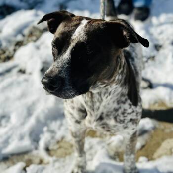 Pointer and Cattle Dog Dogs Available for Adoption - Freckles  | PetCurious