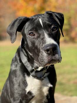 Rescue Pit Bull Terrier Dogs for Adoption in Billerica, Massachusetts - Freddie | PetCurious