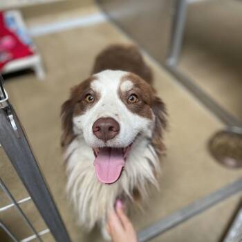 Chulo -  Australian Shepherd and Mixed Breed Dog for Adoption in Riverside, California - Chulo | PetCurious