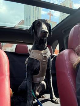 Rescue Goldendoodle Dogs for Adoption in Naranjito, Naranjito - Romeo | PetCurious