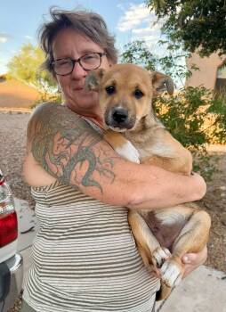 Hercules -  German Shepherd Dog Dog for Adoption in Tucson, Arizona - Hercules | PetCurious