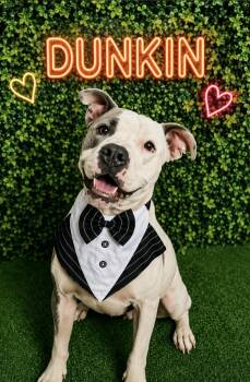 Dunkin -  Pit Bull Terrier Dog for Adoption in Lucas, Texas - Dunkin | PetCurious