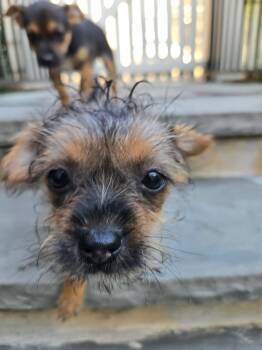 Shirley -  Yorkshire Terrier and Chihuahua Dog for Adoption in Williamsburg, Virginia - Shirley | PetCurious