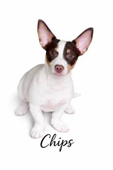 Mixed Breed Dogs Available for Adoption - Chips | PetCurious