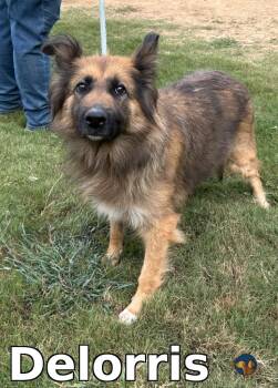 Rescue Collie Dogs for Adoption in Douglasville, Georgia - Delorris | PetCurious