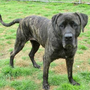 Rescue Mastiff Dogs for Adoption in Tunica, Mississippi - Wilma | PetCurious