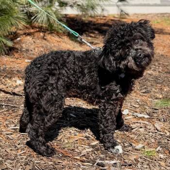 Poodle Dogs Available for Adoption - Blackbean | PetCurious