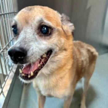 Mitch -  Mixed Breed Dog for Adoption in Midland, Texas - Mitch | PetCurious