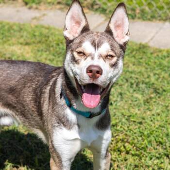 Rescue Husky and Mixed Breed Dogs for Adoption - Rocket | PetCurious