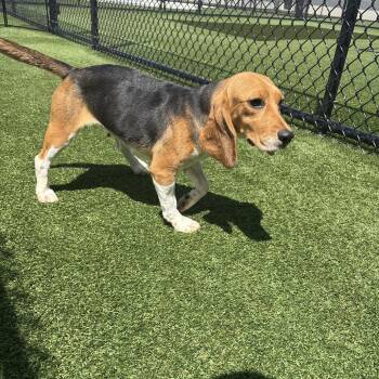 Nashley 0271 -  Beagle Dog for Adoption in Loxahatchee Groves, Florida - Nashley 0271 | PetCurious