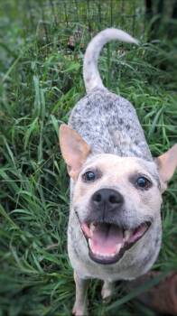 Posie -  Australian Cattle Dog Blue Heeler Dog for Adoption in Joppa, Alabama - Posie | PetCurious