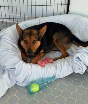 Molly -  Shepherd and Mixed Breed Dog for Adoption in Fort Worth, Texas - Molly | PetCurious