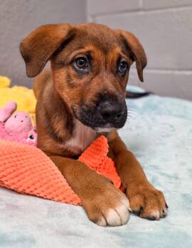 Teton -  Shepherd Dog for Adoption in Gainesville, Texas - Teton | PetCurious