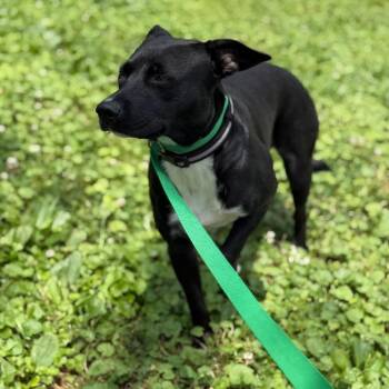 Wednesday -  Border Collie and Mixed Breed Dog for Adoption in Rockville, Maryland - Wednesday | PetCurious