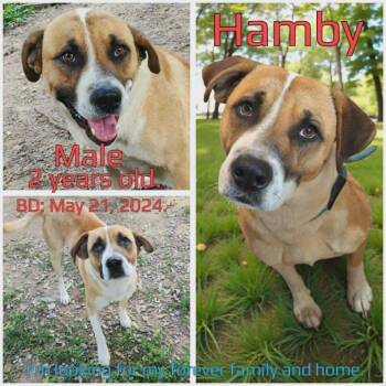 Mixed Breed Dogs Available for Adoption in Boaz, Alabama - Hamby | PetCurious