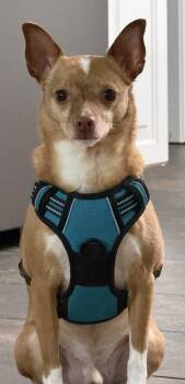 Chihuahua Dogs Available for Adoption in Wilmington, Delaware - Yoda | PetCurious