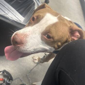 Mixed Breed Dogs Available for Adoption in Philadelphia, Pennsylvania - Polly | PetCurious