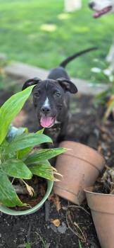 Duke -  Staffordshire Bull Terrier Dog for Adoption in Lodi, California - Duke | PetCurious