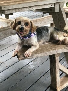 yorkshire terrier rescue kent