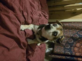 Beagle and Chihuahua Dogs Available for Adoption in Friendship, New York - Pappy | PetCurious
