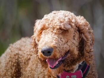 Standard Poodle Dogs Available for Adoption in Pointe-fortune, Quebec - Flint | PetCurious