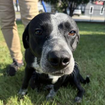 Bronco -  Pointer Dog for Adoption in Columbia, South Carolina - Bronco | PetCurious