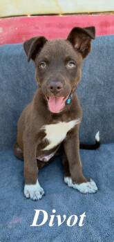 Divot -  German Shepherd Dog and Pit Bull Terrier Dog for Adoption in Pleasant Hill, California - Divot | PetCurious