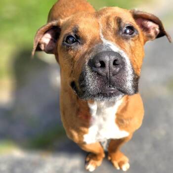 Ari -  Mixed Breed Dog for Adoption in Michigan City, Indiana - Ari | PetCurious