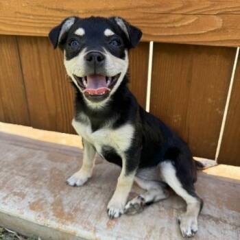 Via -  Chihuahua Dog Available for Adoption in Snyder, Texas - Via | PetCurious