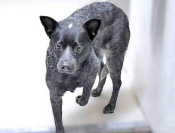 Rescue Australian Cattle Dog Blue Heeler Dogs for Adoption in Wildomar, California - Zoey | PetCurious