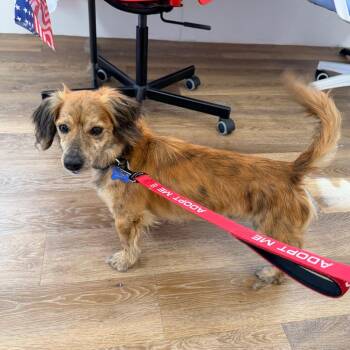 Whiskey -  Dachshund Dog for Adoption - Whiskey | PetCurious