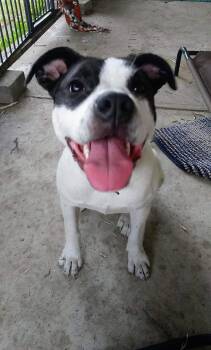 Connie Cora -  Pit Bull Terrier and Terrier Dog for Adoption in Marine City, Michigan - Connie Cora | PetCurious