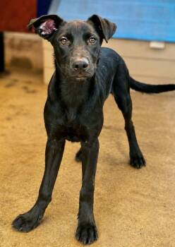 Rosita -  Labrador Retriever Dog for Adoption in Manchester, Connecticut - Rosita | PetCurious