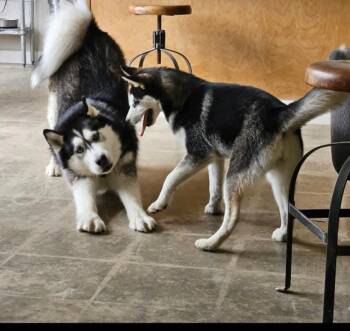 Rescue Siberian Husky Dogs for Adoption - Pup.NALA | PetCurious