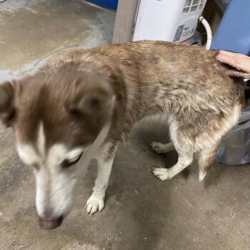 Husky Dogs Available for Adoption - Feyra | PetCurious