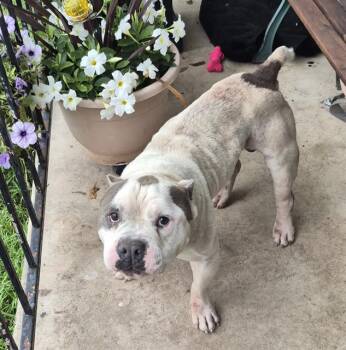 American Staffordshire Terrier Dogs Available for Adoption in San Antonio, Texas - JAX | PetCurious