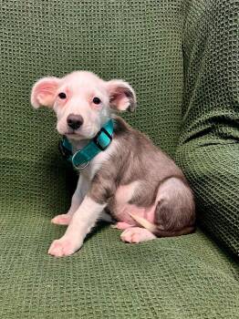 Linus -  Australian Shepherd Dog for Adoption in Walker, Louisiana - Linus | PetCurious