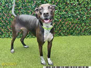 Mixed Breed Dogs Available for Adoption in West Palm Beach, Florida - PEPPER | PetCurious