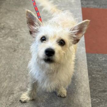 Small Fry -  Terrier Dog for Adoption in Philadelphia, Pennsylvania - Small Fry | PetCurious